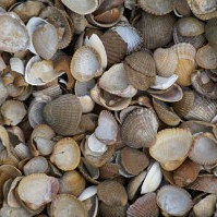 Schelpen 3-20 mm 13,5 kg ***